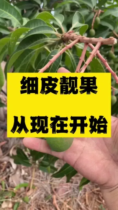 细皮靓果什么时候用比较好，靓果多多 #细皮靓果 #果树种植 #拉长膨大