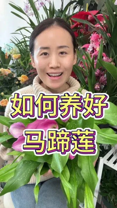 马蹄莲要怎么养#花卉绿植 #马蹄莲 #花卉 #养花小知识 #爱生活爱养花