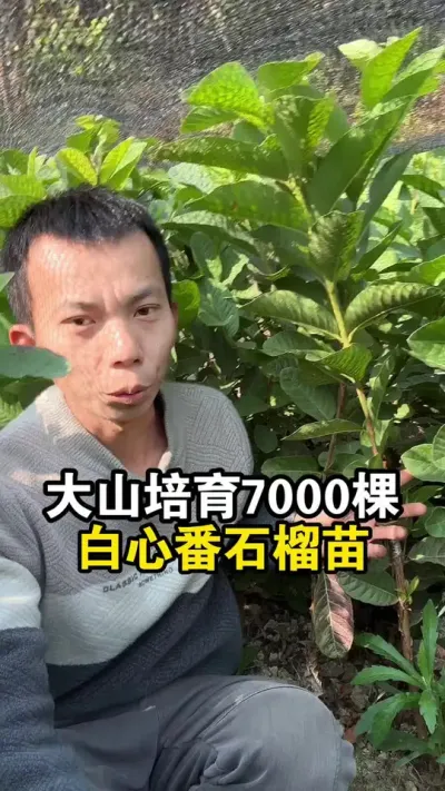 大山里培育7000棵白心番石榴苗，培育1年，带你看看长得怎样 #果苗供应 #白心番石榴 #珍珠番石榴