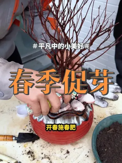 #养花小知识 #绿植 #盆栽 春节花新芽不多的，你就赶紧催芽，不要催晚了