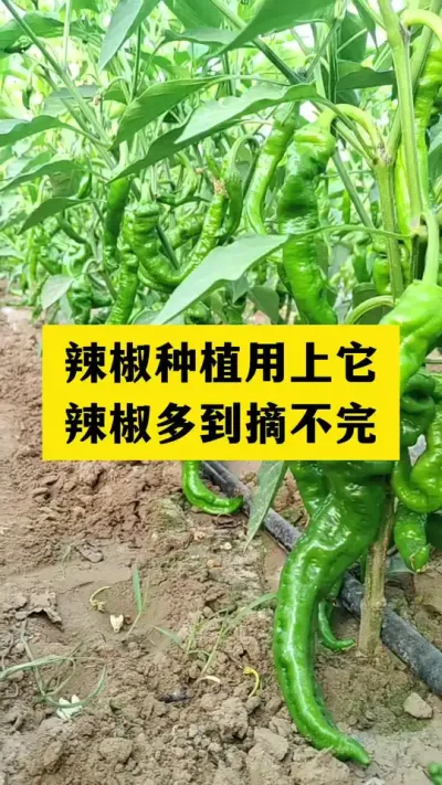 辣椒种植如何才能花多果多产量高 #怏手三农 #分享农业小知识 #农业种植