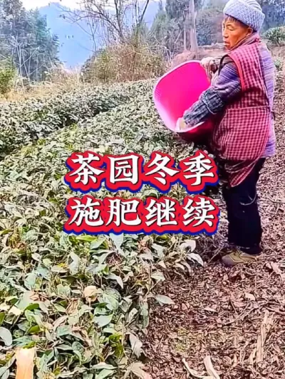 #茶树 #服务三农支持三农 #茶树管理技术与指导 #茶树施肥 #茶