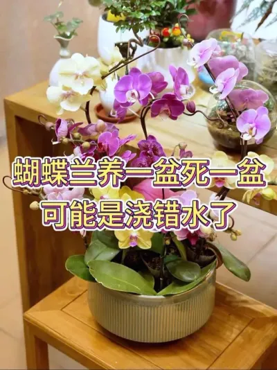 蝴蝶兰养一盆死一盆，可能是浇水浇错了#蝴蝶兰 #蝴蝶兰养护 #花卉绿植 #养花小知识 #养花人的乐趣