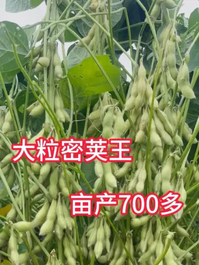 大粒密荚王，亩产700多 #服务三农支持三农 #优质农产品 #抖音助农