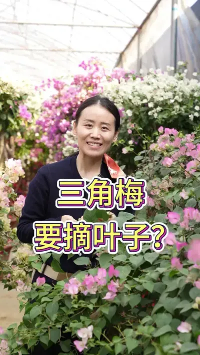你知道为什么三角梅这个时候要摘叶子吗#三角梅 #花卉绿植 #三角梅养护 #修剪 #三角梅修剪