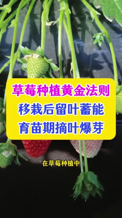 草莓种植黄金法则，移栽后留叶蓄能，育苗期摘叶爆芽#草莓种植 #草莓管理 #种植 #农业 #dou上热门 @DOU+小助手