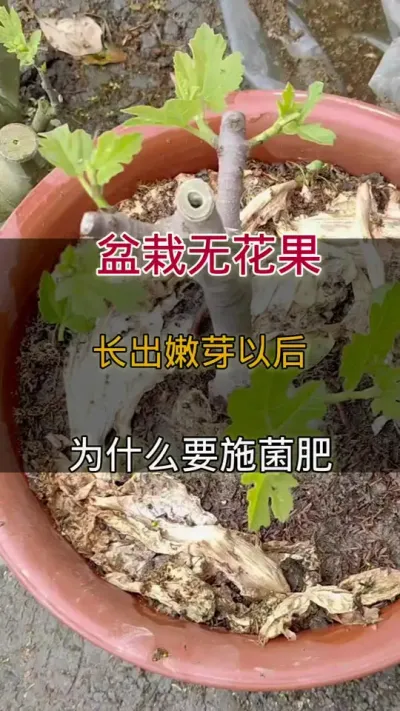 盆栽无花果怎么改良土壤#无花果#种植小技巧