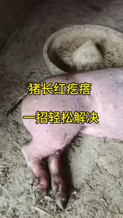 #三农 #三农 #养猪人加油干 #自繁自养 #养猪人不容易