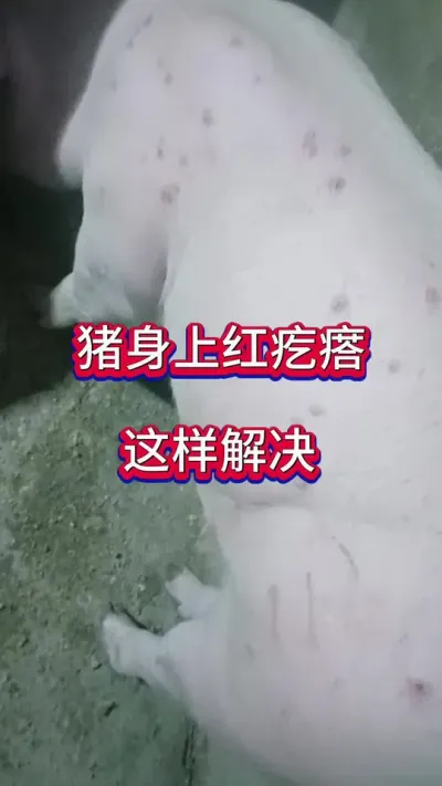#养猪人加油干 #养猪人不容易 #三农 #自繁自养 #三农养猪
