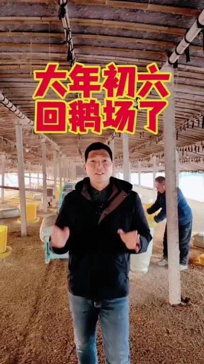 大年初六回鹅场了，这批跨年鹅今天45天了，只要环境好，鹅缺腿的就少！#科学养鹅 #三农养殖 #养鹅人 #养鹅技术分享 #狮头鹅养殖