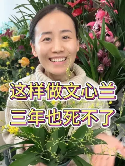 这样做文心兰三年也死不了#文心兰 #文心兰养护 #养花小知识 #种植小技巧 #兰花种植