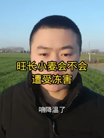 降温过后会不会遭受冻害#分享农业知识帮农民增产增收 #病虫害防治 #新农人计划 #抖音助农 #小麦种植管理技术