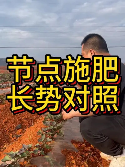 这就是明显的对比#农业种植 #红薯种植 #红薯种植技术 #节点施肥 #三农