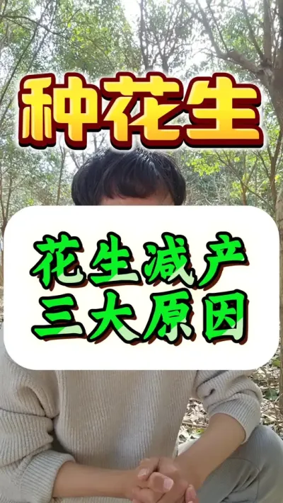 花生减产三大原因，如果做好这几步，花生高产很轻松。#花生种植 #花生高产 #种花生 #花生种植管理技术 #花生膨壮粒粒饱