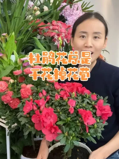 你的杜鹃花也会干花苞掉花苞吗#杜鹃花 #杜鹃花掉叶掉花苞 #花卉 #花卉绿植 #喜酸植物