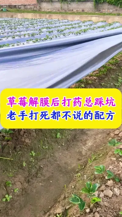 草莓解膜后打药总踩坑，老手打死都不说的配方#草莓种植 #种植小技巧 #农业种植 #dou上热门 @DOU+小助手