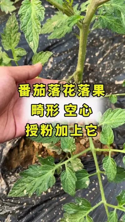 番茄落花落果，空心果，畸形，授粉时加上它！#西红柿种植 #西红柿授粉#良田神话#农业种植