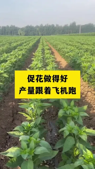促花做得好，产量跟着飞机跑#分享农业知识帮农民增产增收 #抖音助农 #农业种植技术