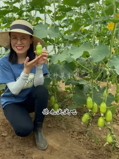 玉女黄瓜不仅爽口好吃，而且产量还特别高 #我的小菜园 #田园生活 #种菜 #玉女黄瓜