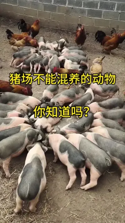 #自繁自养 #养猪人加油干 #三农 #养猪人不容易 #三农养猪