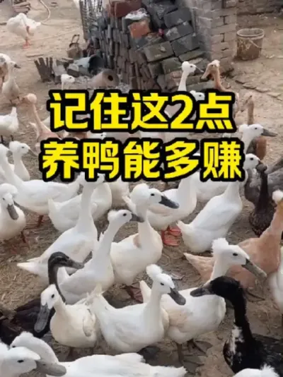 记住这2点，养鸭能多赚#抖音三农#养鸭#养殖
