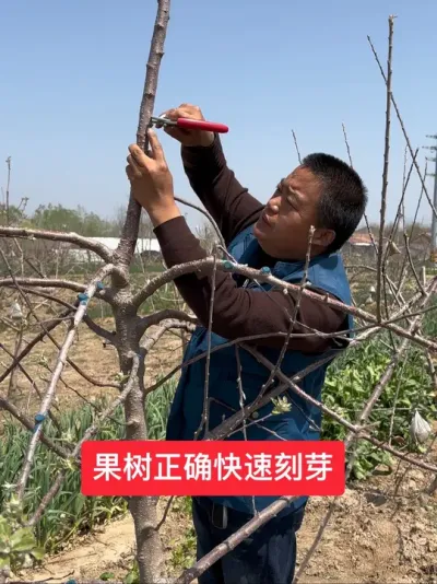 #新农人计划2025 #果树种植管理 #果树种植 #果树修剪 #病虫害防治