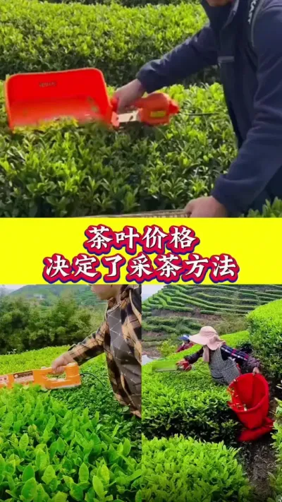 #采茶 #茶树种植技术与管理 #茶叶价格 #茶农茶事 今年大家是如何采茶的