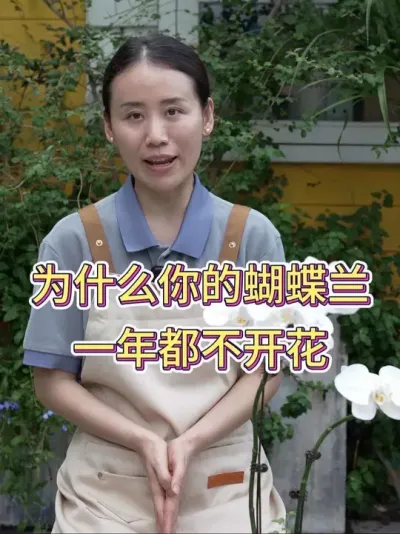 为什么你的蝴蝶兰一年都不开花？#蝴蝶兰 #蝴蝶兰养护 #养花小知识 #花卉绿植 #养花人的乐趣