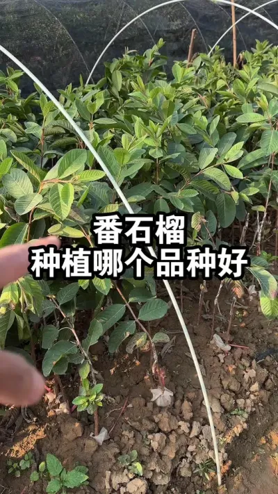 番石榴种植哪个品种好呢？产量高，收益高 #番石榴 #白心番石榴 #红心番石榴