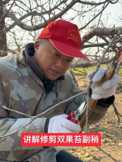 #果树管理技术 #农业技术推广 #病虫害防治 #新农人计划2024 #苹果树修剪