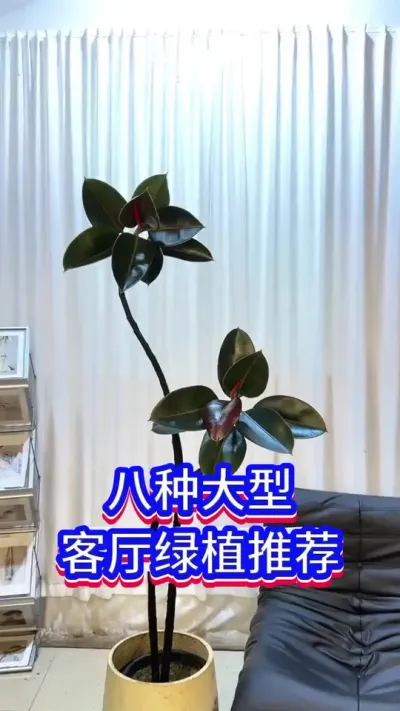 适合客厅养的大型绿植#养花小知识 #英子园艺 #爱生活爱养花