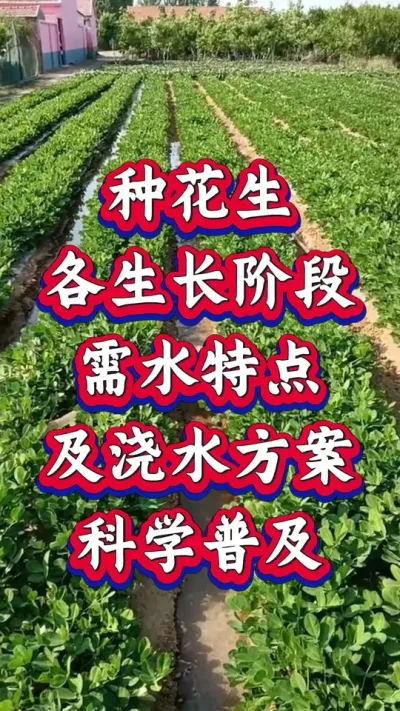 种花生各生长阶段需水特点及浇水方案#花生种植 #花生高产 #种花生 #花生种植管理技术 #花生高产种植