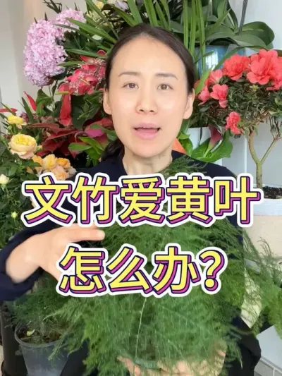文竹爱黄叶怎么办#文竹怎么养 #花卉绿植 #养花小知识 #花卉 #文竹盆景养护技巧