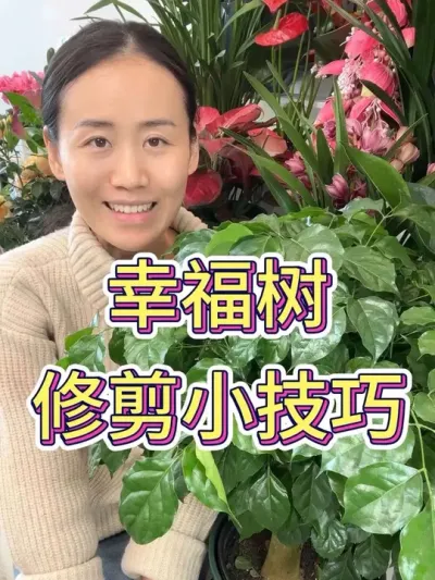 幸福树修剪小技巧#幸福树 #幸福树的养护 #花卉绿植 #养花小知识 #种植小技巧