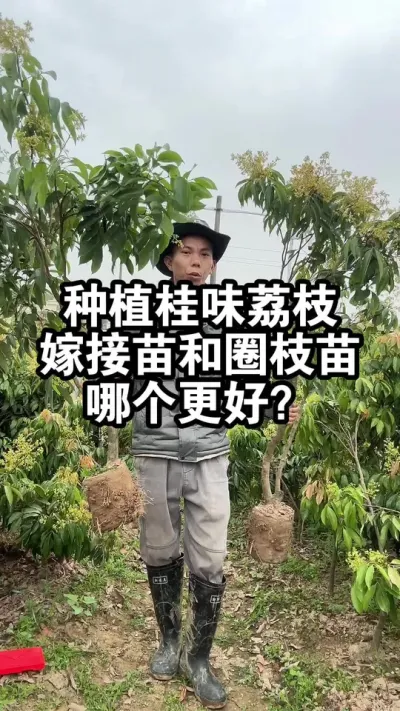 种植桂味荔枝嫁接苗和圈枝苗，哪个更好呢？ #桂味荔枝#荔枝苗 #果树种植