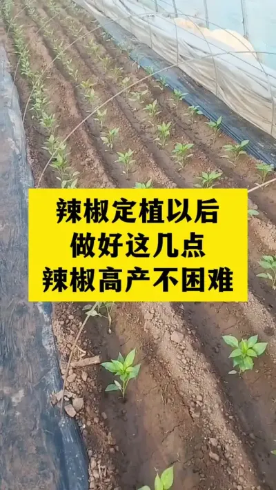 辣椒定植以后，做好这几点，辣椒能高产#分享农业知识帮农民增产增收 #三农 #农业种植技术