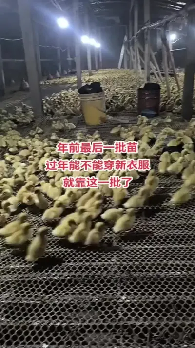 最后一批苗，过年好不好，就看你们了#肉鸭养殖 #养鸭人 #养殖技术交流 #三农养殖