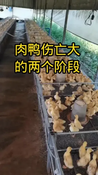 #养鸭人 #肉鸭养殖 #科学流程 #养鸭小妙招