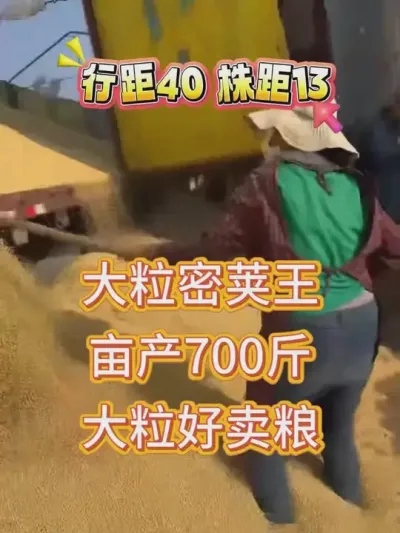 亩产600斤，大颗粒高蛋白 #服务三农支持三农 #抖音助农 #产量特别高 #种子 #农产品种子