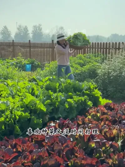 喜欢种菜又没时间打理，那就试试这几种懒人菜 #田园生活 #小菜园 #我的菜园子