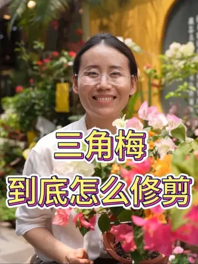 三角梅到底怎么修剪#养花小知识 #花卉绿植 #养花我是认真的 #三角梅#三角梅养护