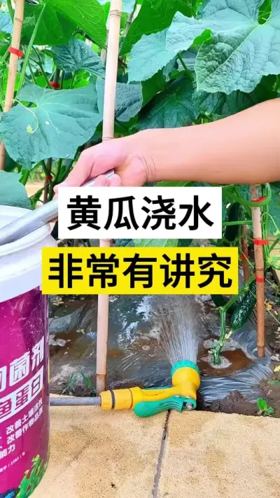 黄瓜浇水非常有讲究 #黄瓜高产种植 #黄瓜 #黄瓜种植与管理 #服务三农支持三农