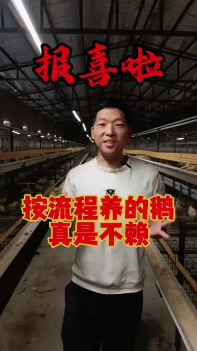 报喜啦！报喜啦！按照流程养的鹅，真不赖！成活率高！整齐度好！#养鹅 #鹅苗 #养鹅流程 #狮头鹅 #养鹅技术