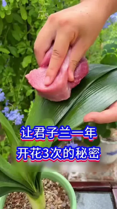 君子兰一年开花3次的秘密#君子兰 #君子兰开花 #英子园艺
