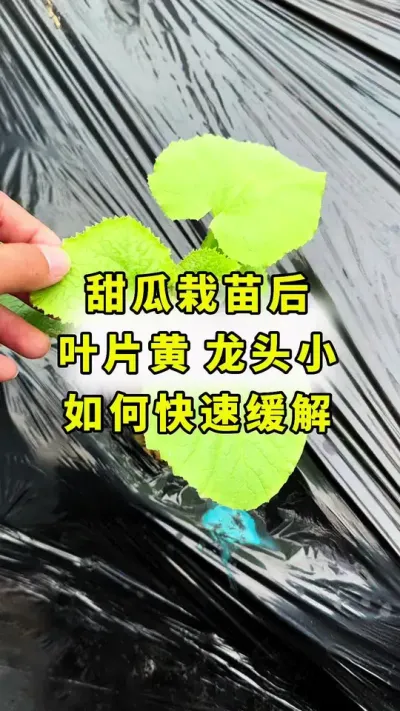 甜瓜栽苗后，缓苗慢，叶片黄，龙头小，茎干细，快速缓解方法！#甜瓜种植 #传播农业小知识 #甜瓜种植技术 #农业种植 #分享农业知识帮农民增产增收