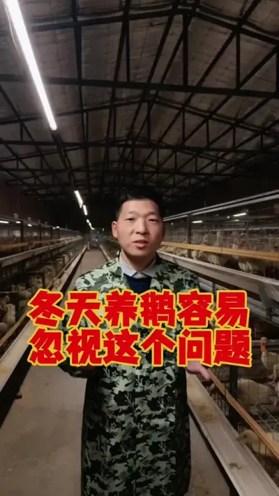 冬天养鹅，千万不能忽视，消毒这个问题。#科学养鹅 #养鹅技术分享 #养鹅人 #狮头鹅养殖 #三农养殖