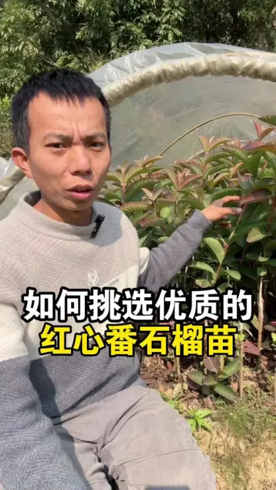 如何挑选优质的红心番石榴苗呢？ #果苗供应 #红心番石榴 #番石榴