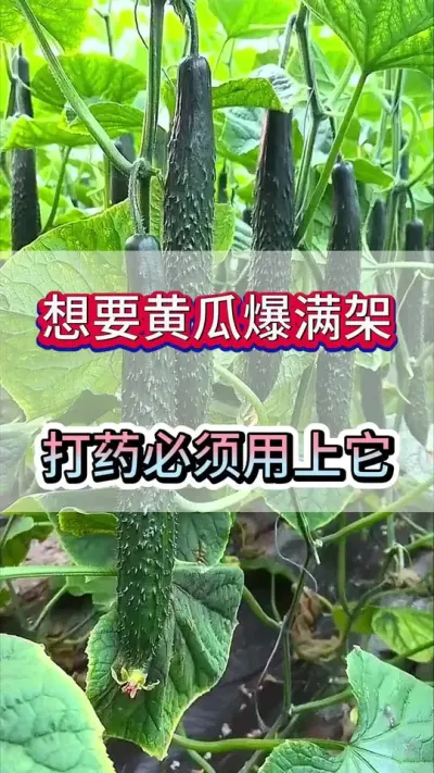 想要黄瓜爆满架，打药一定加上它 #黄瓜 #黄瓜种植 #黄瓜高产种植 #服务三农支持三农 #三农