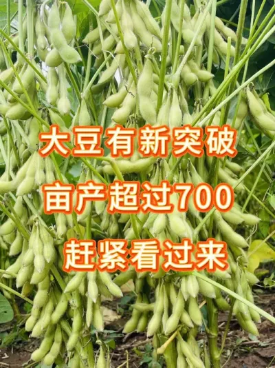 大粒黄金豆，亩产突破700斤 #三农 #三农流量扶持计划 #大豆种植 #增产增收才是硬道理 #农业种植
