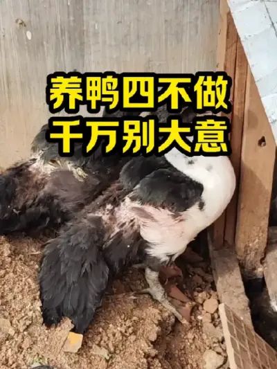 养鸭四不做，千万别大意 #抖音三农#养鸭#养殖